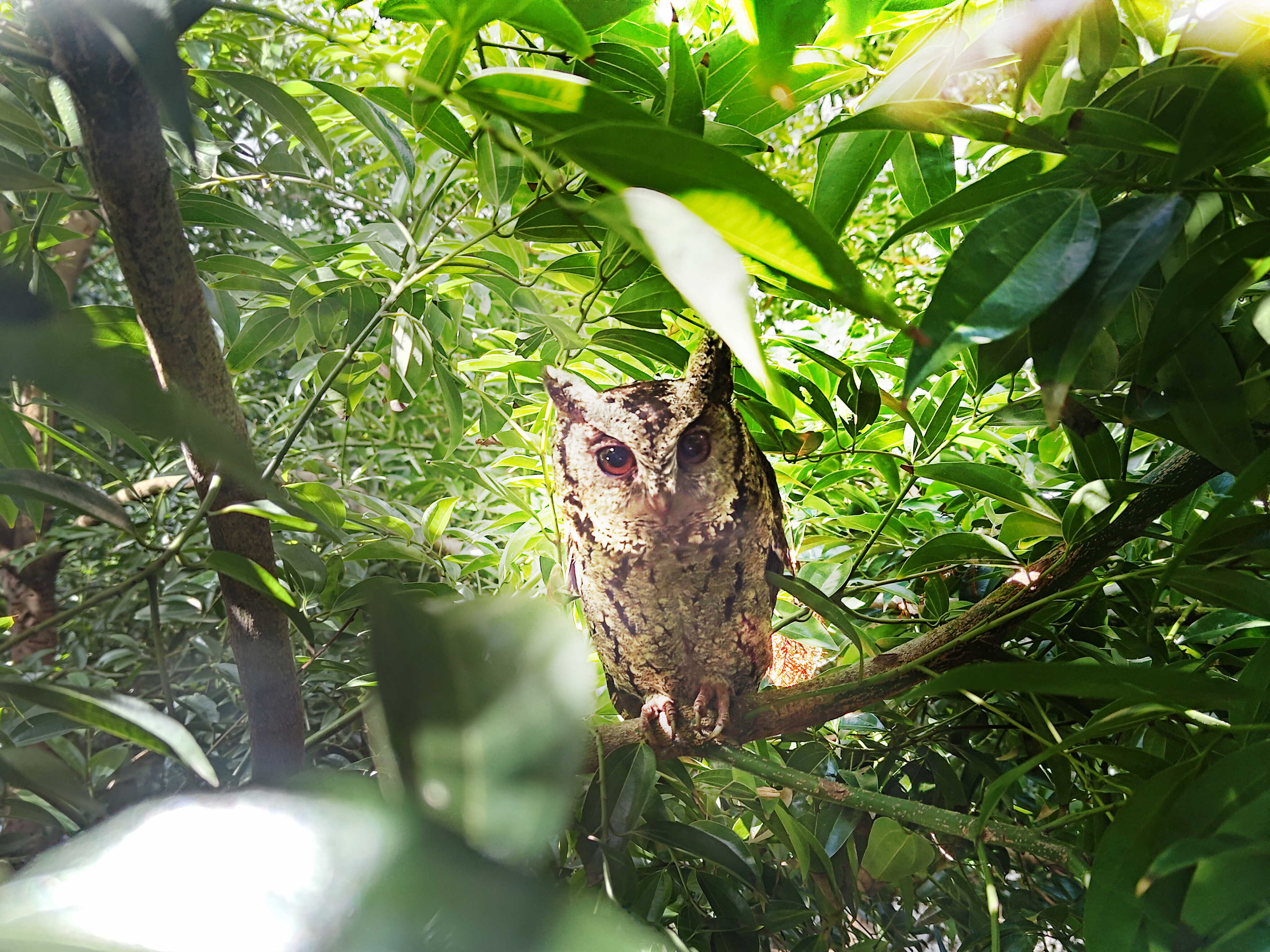 友達致力提倡淨零綠生活，16年以來在全球各廠區植樹逾百萬棵，造就各廠區樹木蔚然成林，猶如森林工廠，成為許多生物的棲息地
